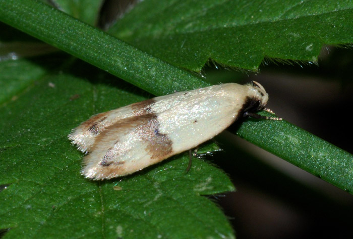 Lecithoceridae da conf.